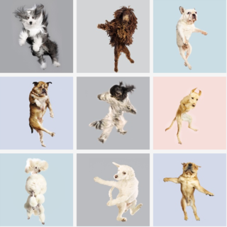 Flying dogs from the book